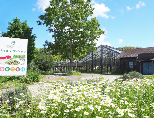 Otaki Herb Garden: Lemongrass (Grown in Chiba, Japan)