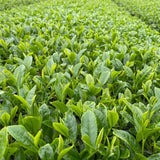 Tea Field in Tanegashima Island, Kagoshima, Japan