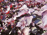 #0541 Red Shiso Herbal Tea from Shimane (2g tea bags)