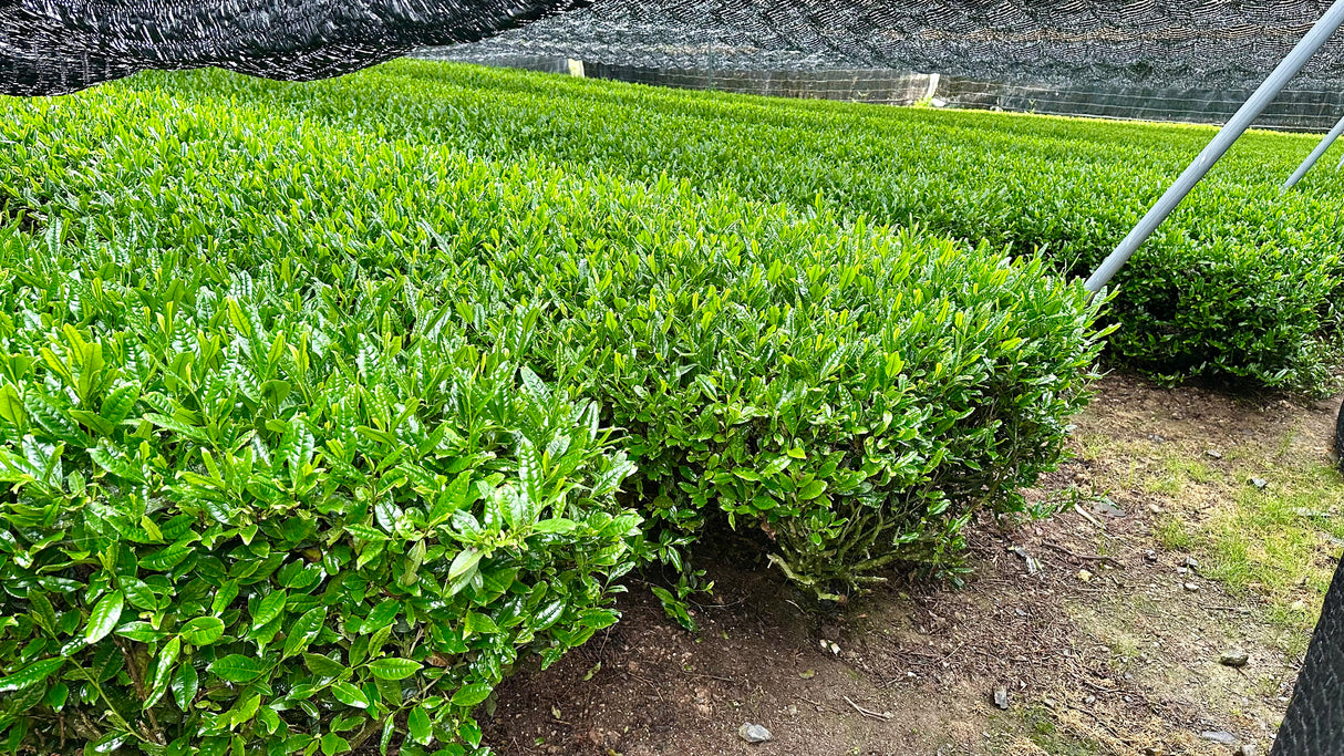 #0880.K6 Nishide Tea: Ujitawara Gyokuro Hoshun by Farmer Katsutani Kenji  農家勝谷さんの伝統本玉露ほうしゅん
