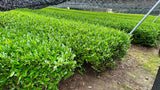 #0880.K6 Nishide Tea: Ujitawara Gyokuro Hoshun by Farmer Katsutani Kenji  農家勝谷さんの伝統本玉露ほうしゅん