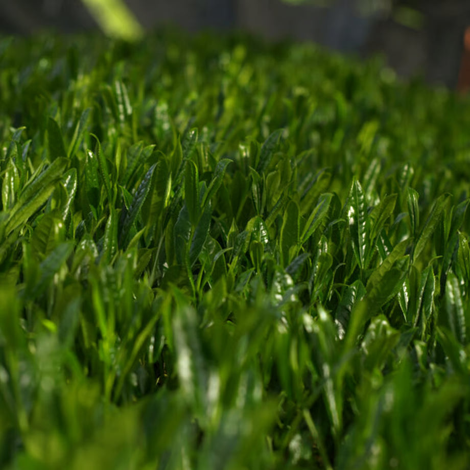PREORDER available in late June🍵 2026   #1055.G1 Nitta Tea Farm: Imperial Sencha