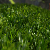 PREORDER available in late June🍵 2026   #1055.G1 Nitta Tea Farm: Imperial Sencha