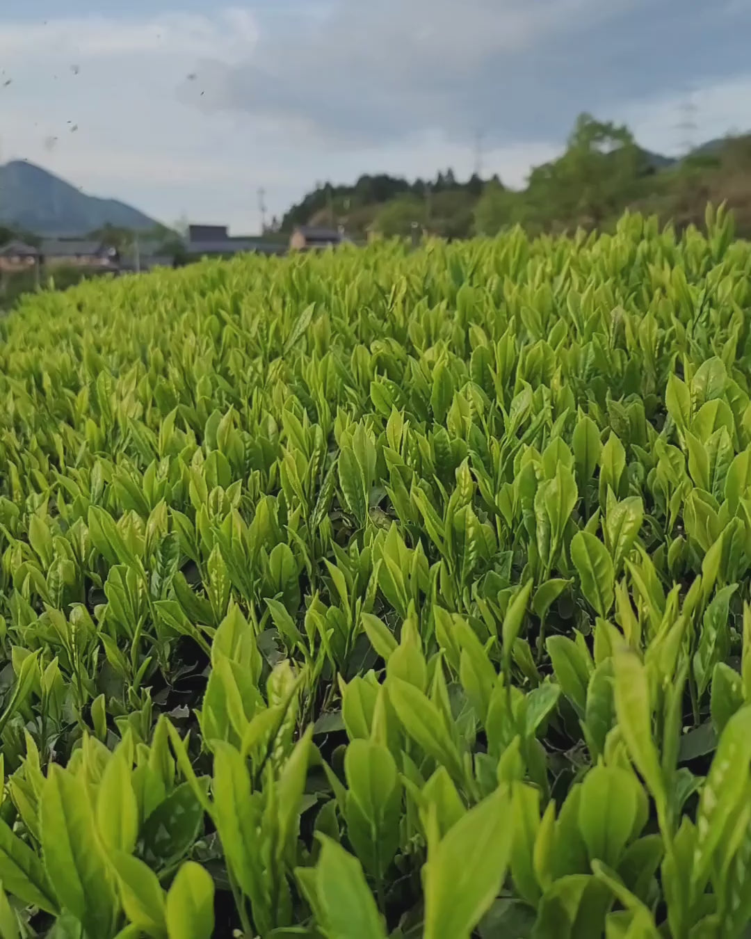 #0115.K6 Wazuka no Asahi - Asahi Cultivar Matcha, Naturally Grown by Azuma Tea Garden, Standard Ceremonial Grade 和束のあさひ