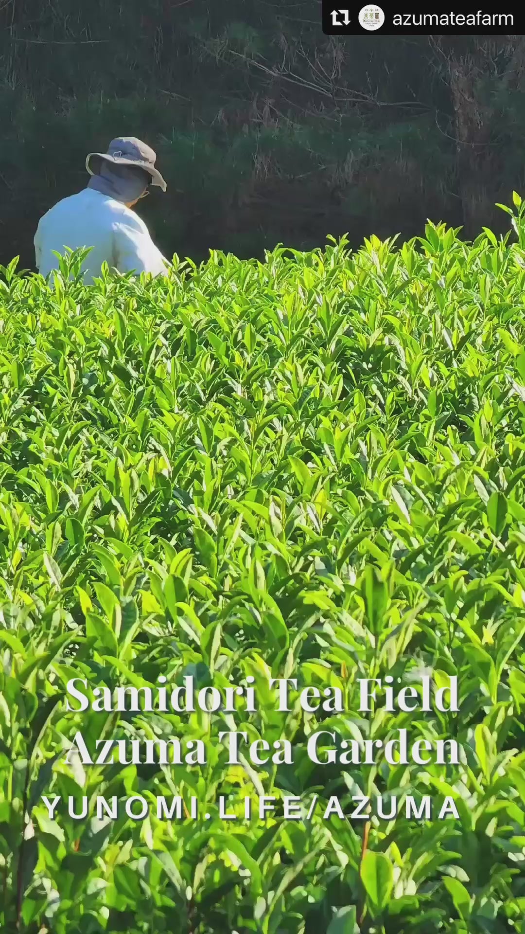 (while supply lasts) #0113.K6 Samidori no Ka - Samidori Cultivar Matcha, Naturally Grown by Azuma Tea Garden, Standard Ceremonial Grade 早緑の馨