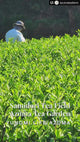 (while supply lasts) #0113.K6 Samidori no Ka - Samidori Cultivar Matcha, Naturally Grown by Azuma Tea Garden, Standard Ceremonial Grade 早緑の馨