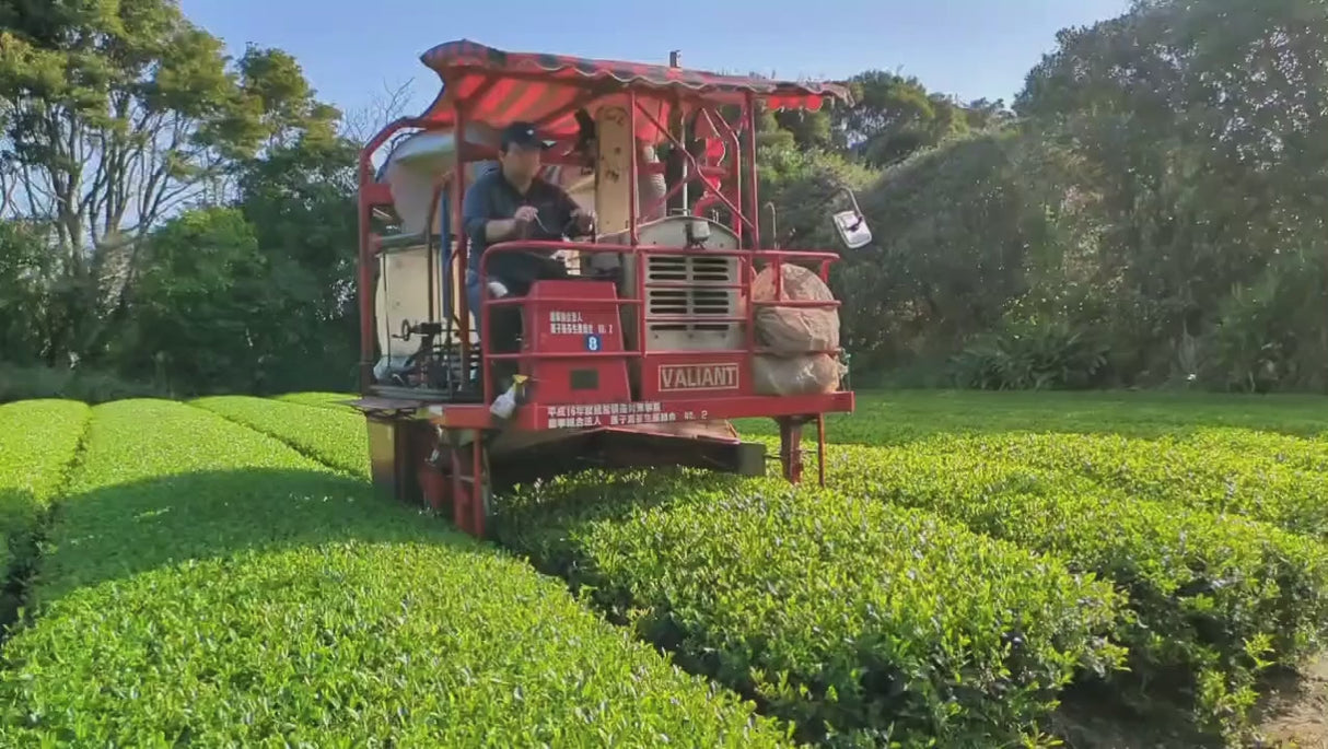 Tea Field Harvesting in Tanegashima Island, Kagoshima, Japan