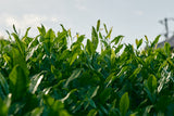 shiraiseicha_teafield_2 yunomi.life