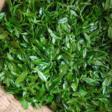 Kuma Tea Garden Yame Matcha Kirari 31 (20g)