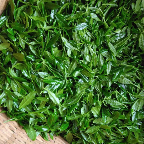 Kuma Tea Garden Yame Matcha Kirari 31 (20g)