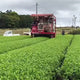 Tea Leaf Harvesting in  Tanegashima Island, Kagoshima, Japan