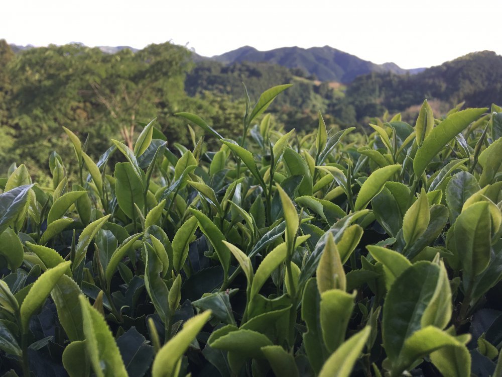 Ayumi Farms (Cyittorattu): Wha-ha-ha Three Year Bancha - Yunomi.life