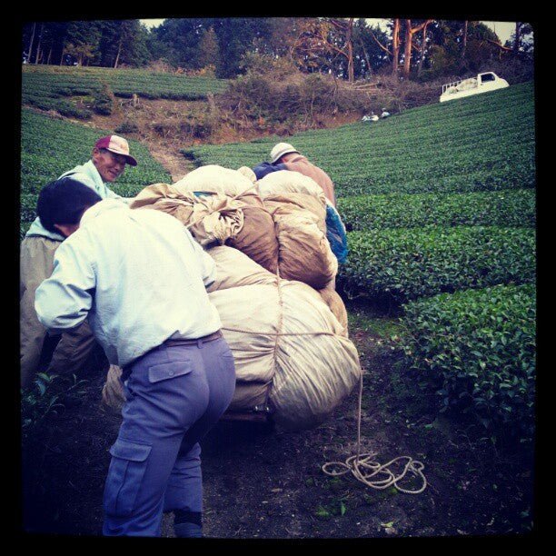 Azuma Tea Garden: "Ipponmatsu" - Matcha Cultivar Series Organic Okumidori, Standard Ceremonial Grade - Yunomi.life