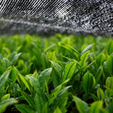 Hachimanjyu Yakushima Tea: 2022 Premium Spring Sencha Green Tea (Yabukita & Asatsuyu, Limited Quantity) 屋久島茶 有機緑茶 - Yunomi.life