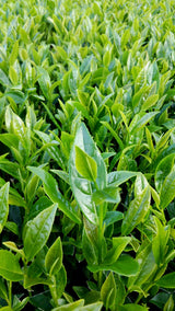 Hachimanjyu Yakushima Tea: 2022 Premium Spring Sencha Green Tea (Yabukita & Asatsuyu, Limited Quantity) 屋久島茶 有機緑茶 - Yunomi.life