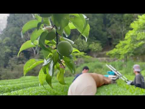 #0350.K5 Kajihara Tea Garden: #01 Densho Premium, Kamairicha Green Tea from Kumamoto 伝承プレミアム 釜炒り茶