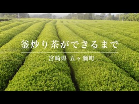 #0484.M3 Miyazaki Sabou: Organic Kamairicha Green Tea - Yabukita Single Cultivar - Reserve 有機釜炒り茶【特選】