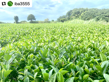 #0330.K2 Iba Yu Tea Garden: Tanegashima Single Cultivar Sencha - Kuritawase (micro batch, limited)