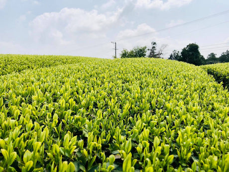 Kaneroku Matsumoto Tea Garden: 2022 Shincha - Limited Edition - Ohashiri 大走り新茶 - Yunomi.life