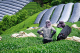 Kiroku Tea Garden: Single Cultivar Asanoka Matcha (Imperial Grade) from Wazuka, Kyoto - Yunomi.life