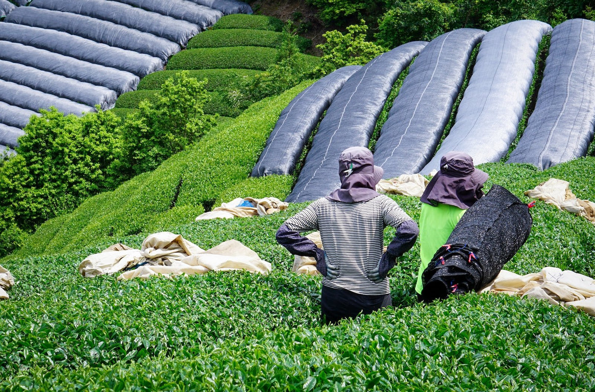 Kiroku Tea Garden: Single Cultivar Sayama Kaori Matcha from Wazuka, Kyoto - Yunomi.life