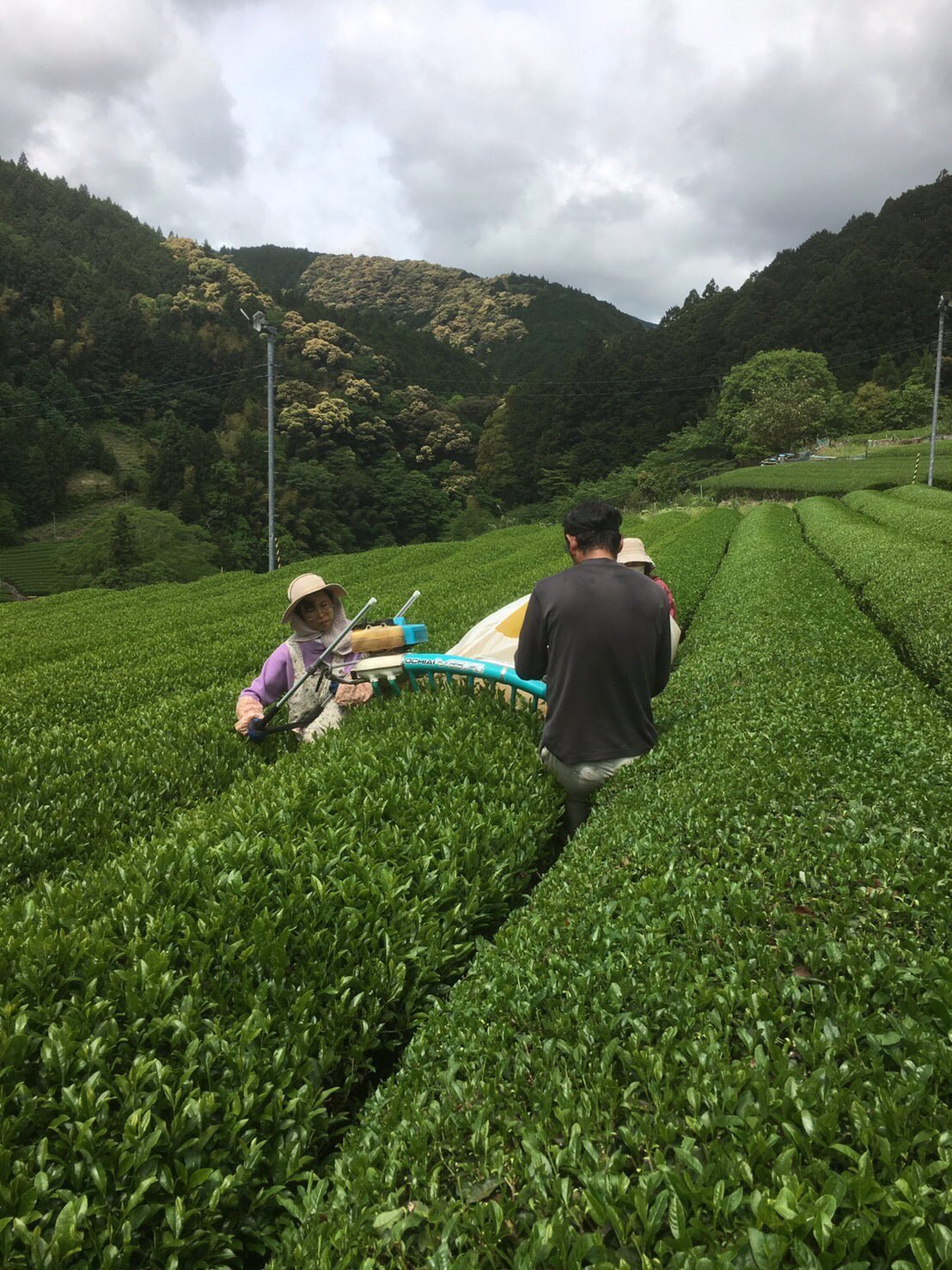 Kiyosawa Tea Gardens: Shizuoka Spring Asamushi Sencha by Farmer Sugiyama Yachiyo - Yunomi.life