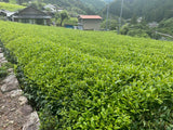 Kiyosawa Tea Gardens: Shizuoka Spring Asamushi Sencha by Farmer Sugiyama Yachiyo - Yunomi.life