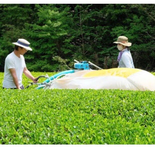 Kiyosawa Tea Gardens: Shizuoka Spring Asamushi Sencha by Konagai Chizuko - Yunomi.life