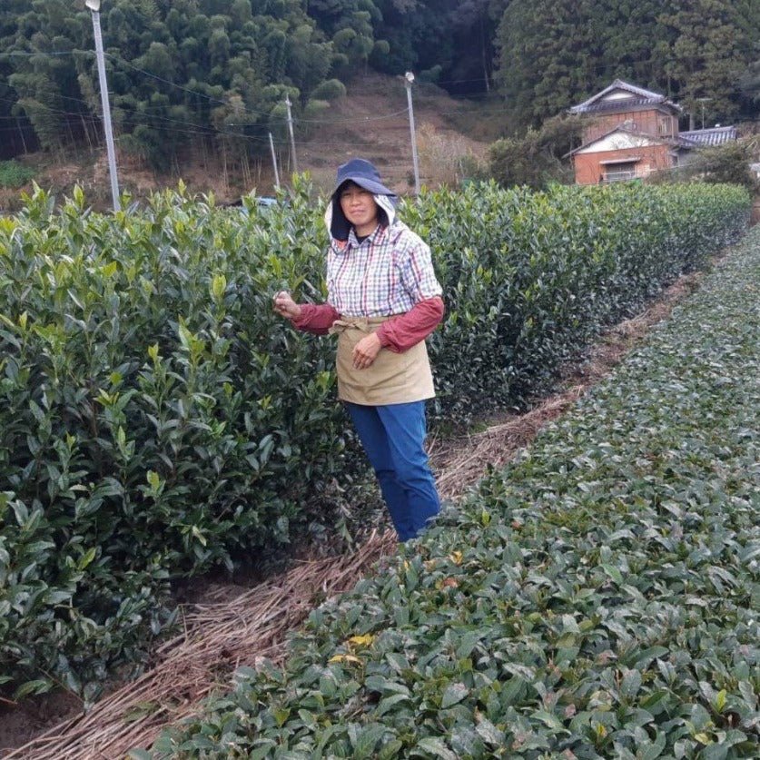 Kiyosawa Tea Gardens: Shizuoka Spring Kukihojicha Roasted Green Tea Leaf Stems by Farmer Kajiyama Yukako - Yunomi.life