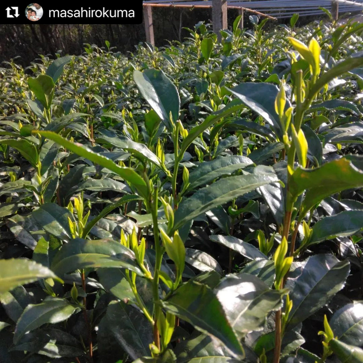 Kuma Tea Garden: Heritage Grade Yame Matcha Saemidori (20g) - Yunomi.life
