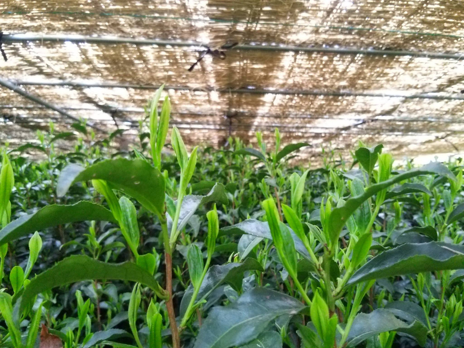 Kuma Tea Garden: Yamecha Saemidori Heritage Grade Gyokuro Tenkaichi - 71st All Japan Tea Competition Grand Prize Winning Garden - Yunomi.life