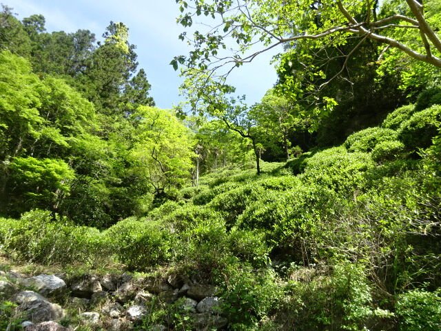 Kunitomo: Riguricha Ryu - The Mountain Dragon - Handpicked, Wild Kamairicha りぐり茶 龍 - Yunomi.life