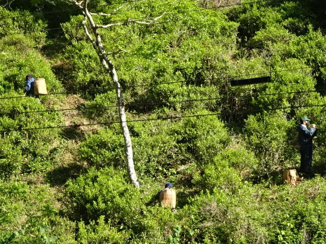 Kunitomo: Riguricha Ryu - The Mountain Dragon - Handpicked, Wild Kamairicha りぐり茶 龍 - Yunomi.life