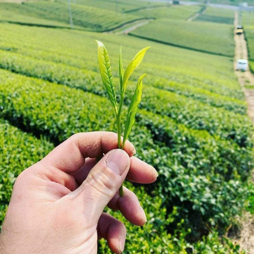 Kurihara Tea #24: 2022 Single Cultivar Yame Sencha - Saemidori 単一品種八女煎茶さえみどり - Yunomi.life