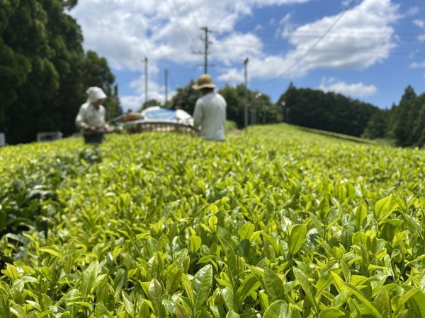 NaturaliTea: Genmaicha (Brown Rice Green Tea) with Matcha, Grown Pesticide Free 抹茶いり玄米茶 - Yunomi.life