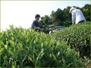 Obubu: 2022 Sencha of the Spring Sun - Yunomi.life