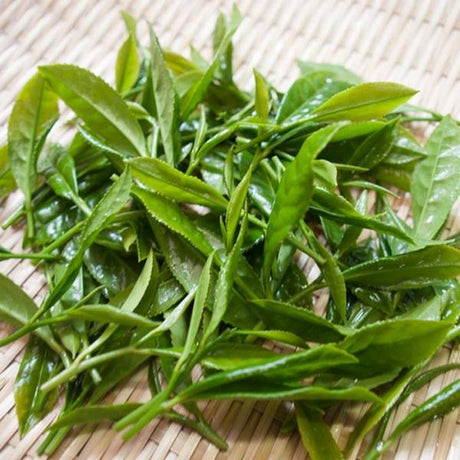 Wakoen Tea Farm: Kagoshima
